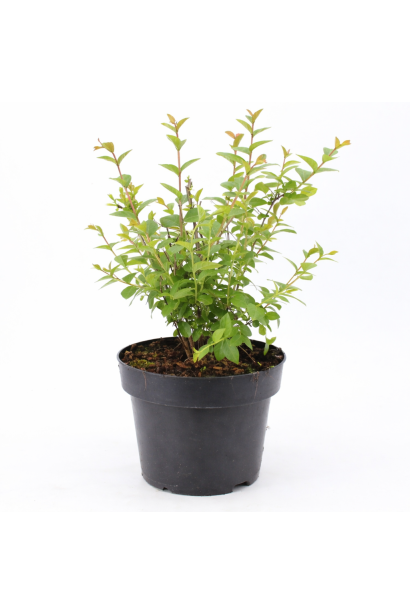 Lagerstroemia indica With Love Virgin в молодому віці